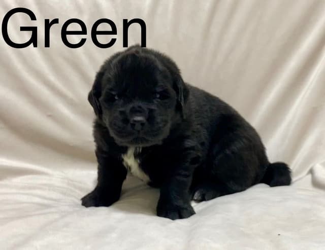 Newfoundland Puppies media 11