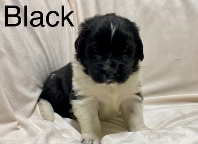 Newfoundland Puppies media 9
