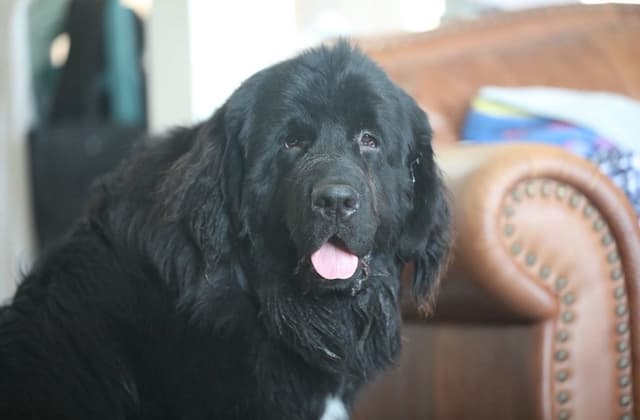 Newfoundland Puppies media 16