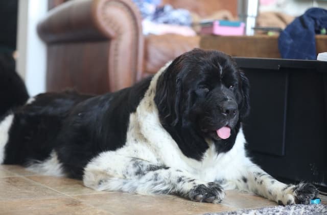 Newfoundland Puppies media 17