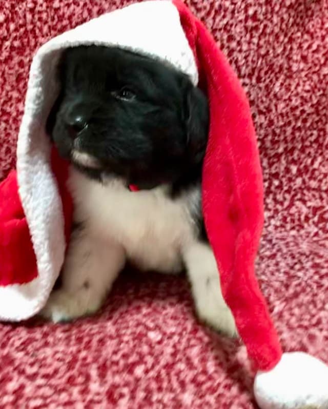 Newfoundland Puppies media 13