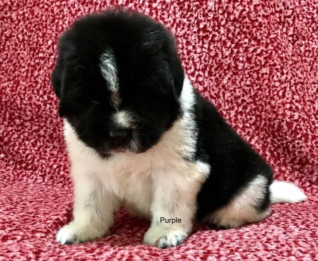 Newfoundland Puppies media 15