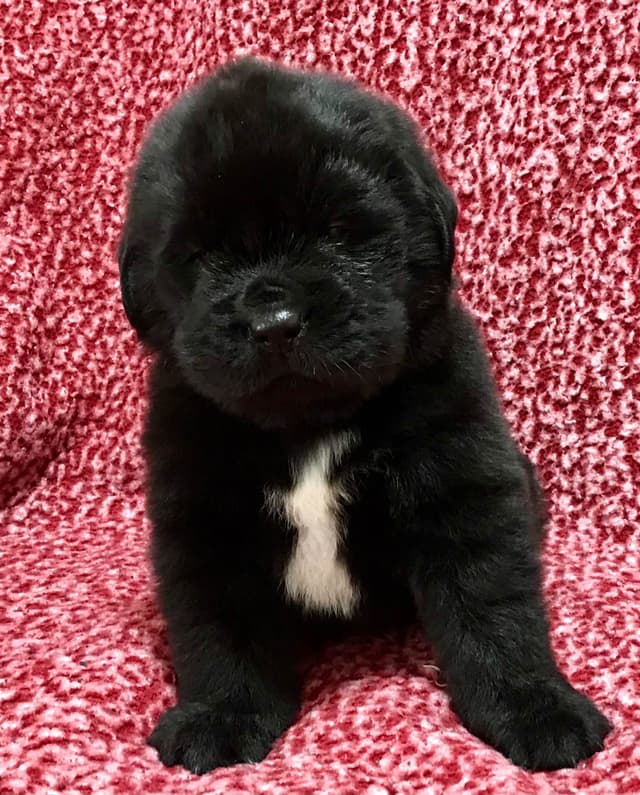 Newfoundland Puppies media 10