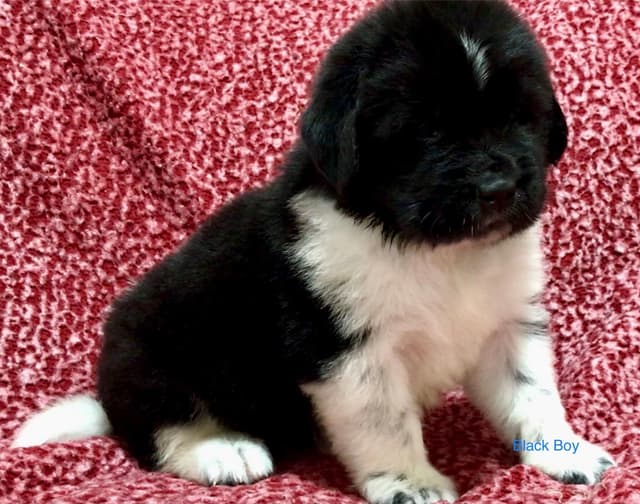 Newfoundland Puppies media 8