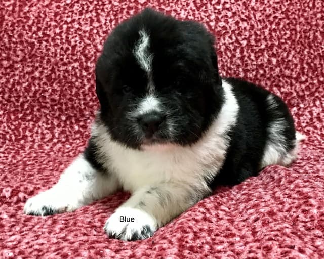 Newfoundland Puppies media 6