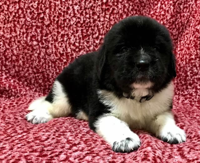 Newfoundland Puppies media 12