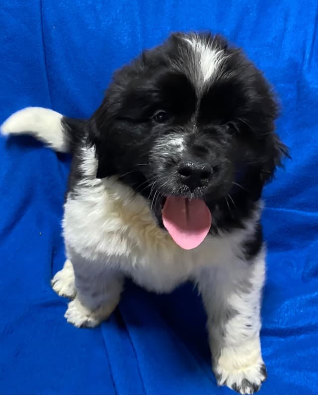 Newfoundland Puppies media 2