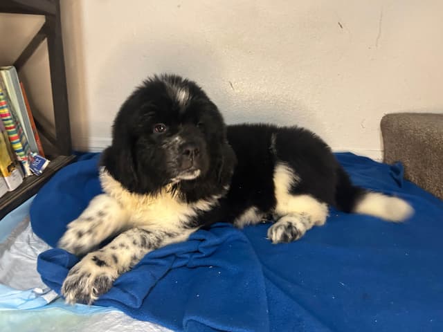 Newfoundland Puppies media 3