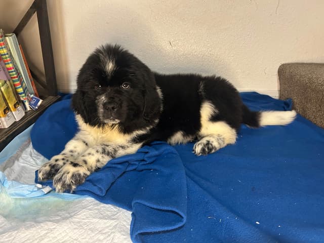 Newfoundland Puppies media 4