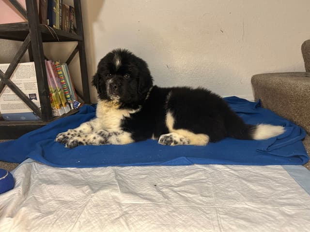 Newfoundland Puppies media 5