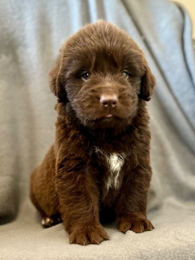 Newfoundland Puppies media 3