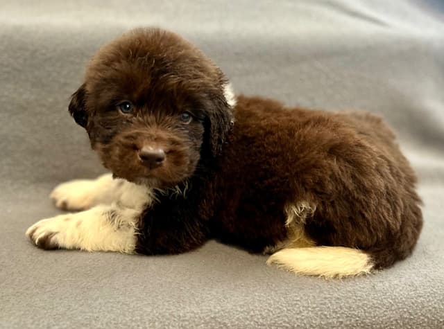 Newfoundland Puppies media 4