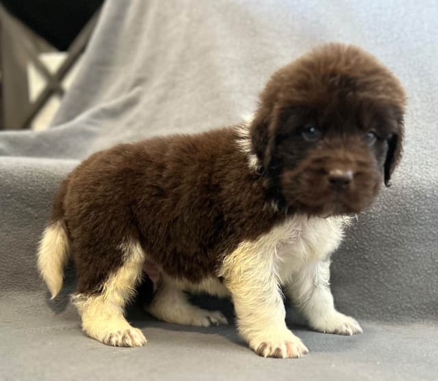 Newfoundland Puppies media 5