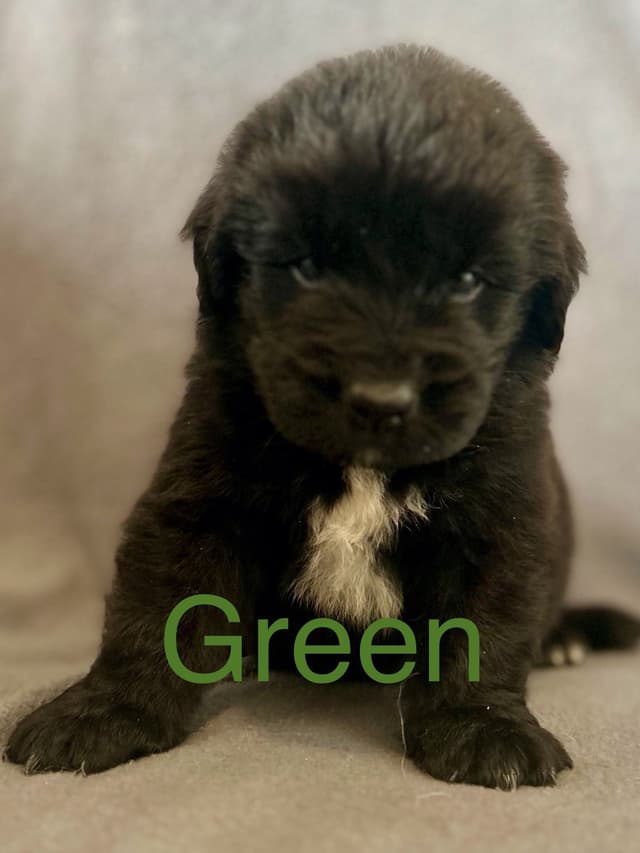 Newfoundland Puppies media 9