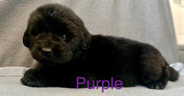Newfoundland Puppies media 13