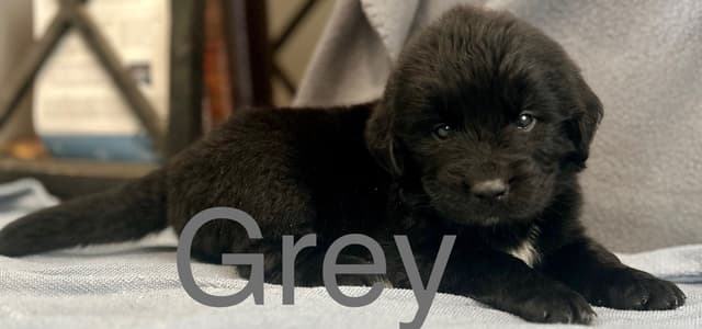 Newfoundland Puppies media 12