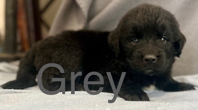 Newfoundland Puppies media 10