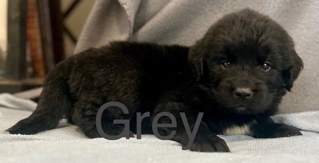 Newfoundland Puppies media 11