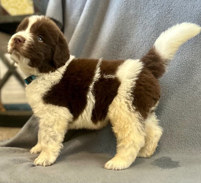 Newfoundland Puppies media 7