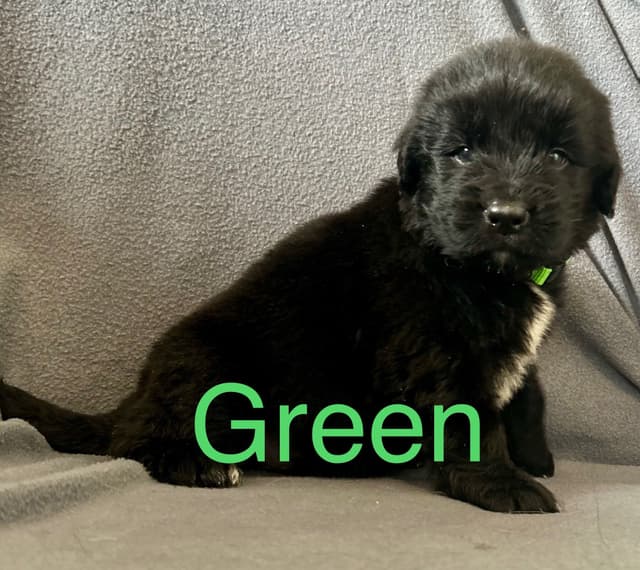 Newfoundland Puppies media 8
