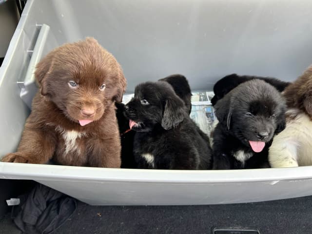 Newfoundland Puppies media 14