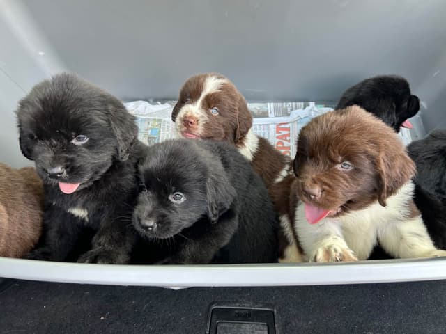 Newfoundland Puppies media 15