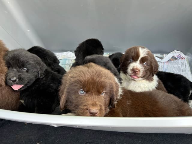 Newfoundland Puppies media 17