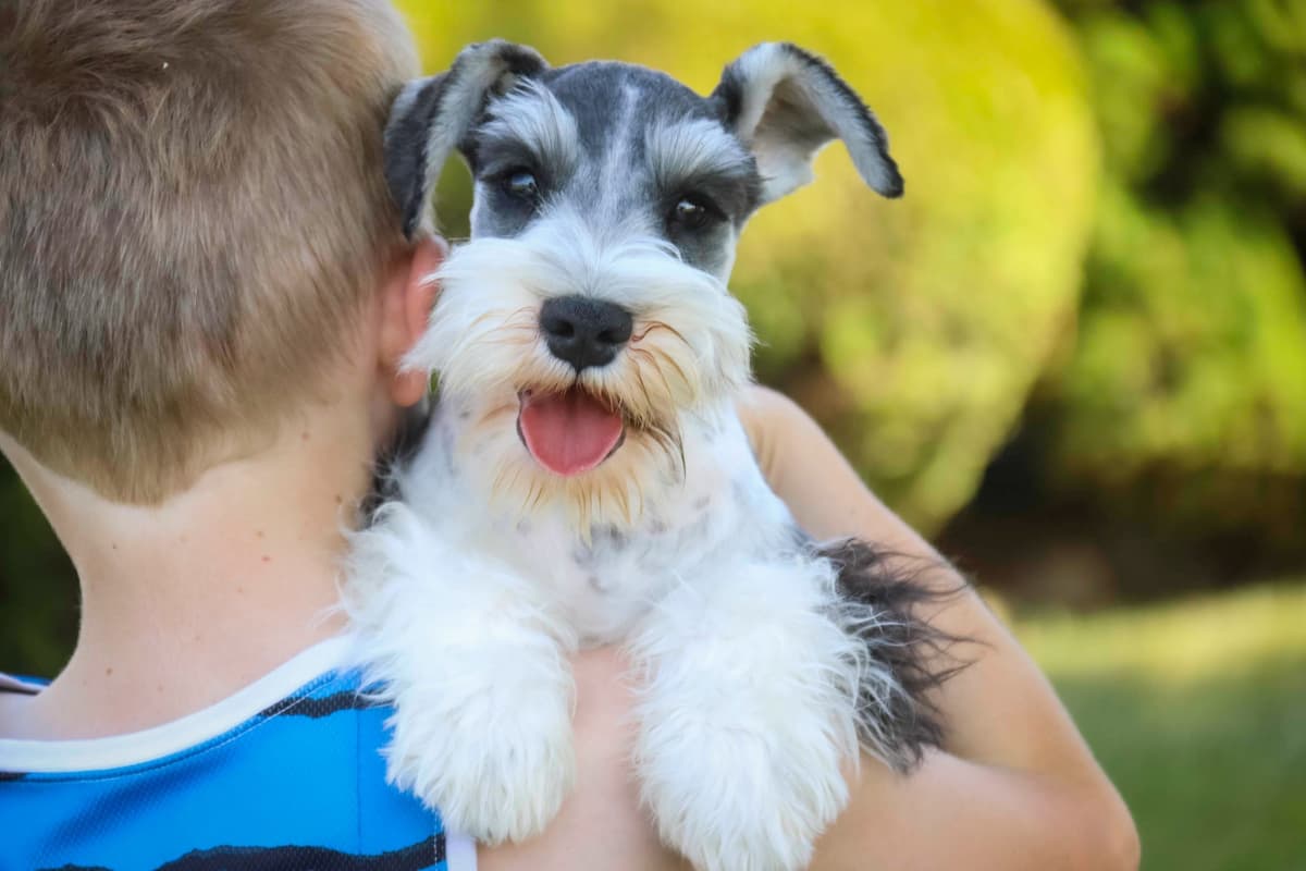 Havanese Puppies breeder image 2