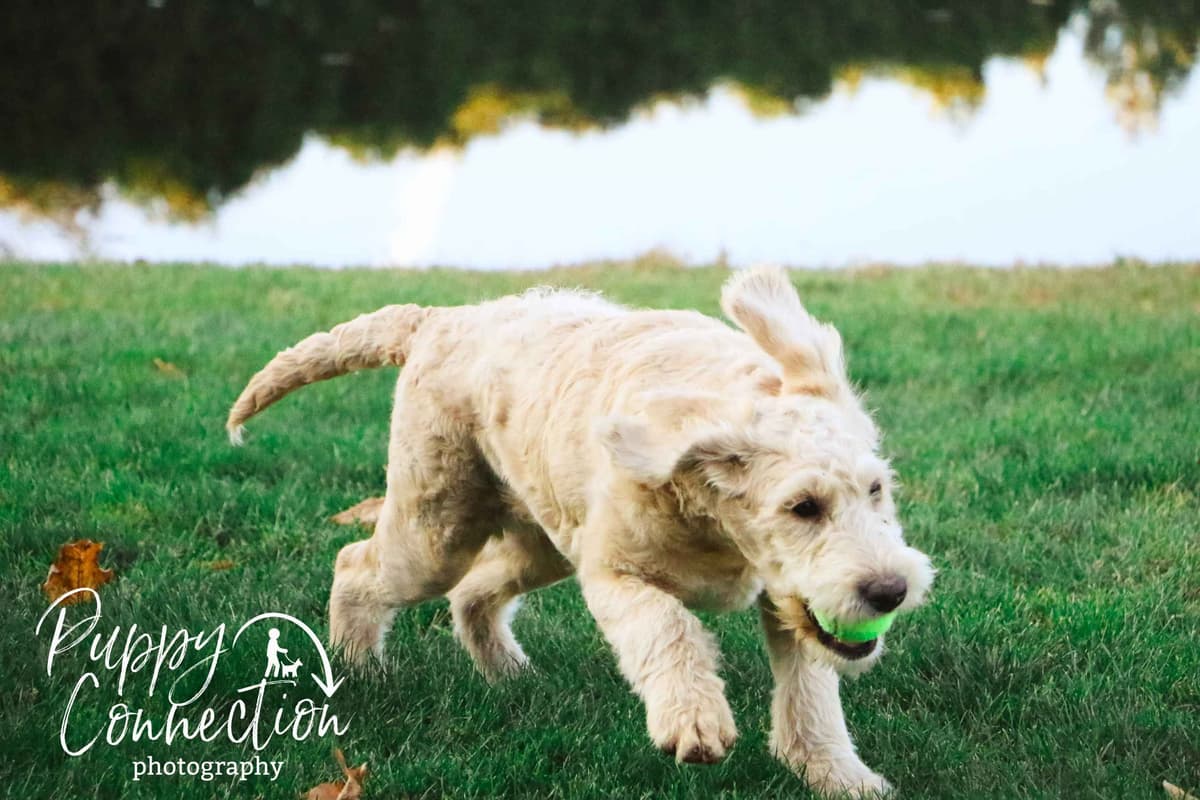 Havanese Puppies breeder image 5
