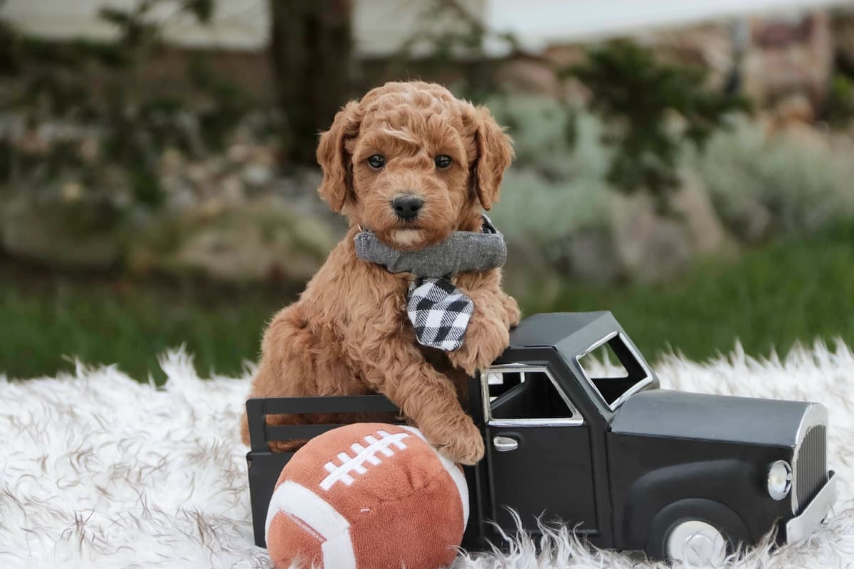 Havanese Puppies breeder image 7