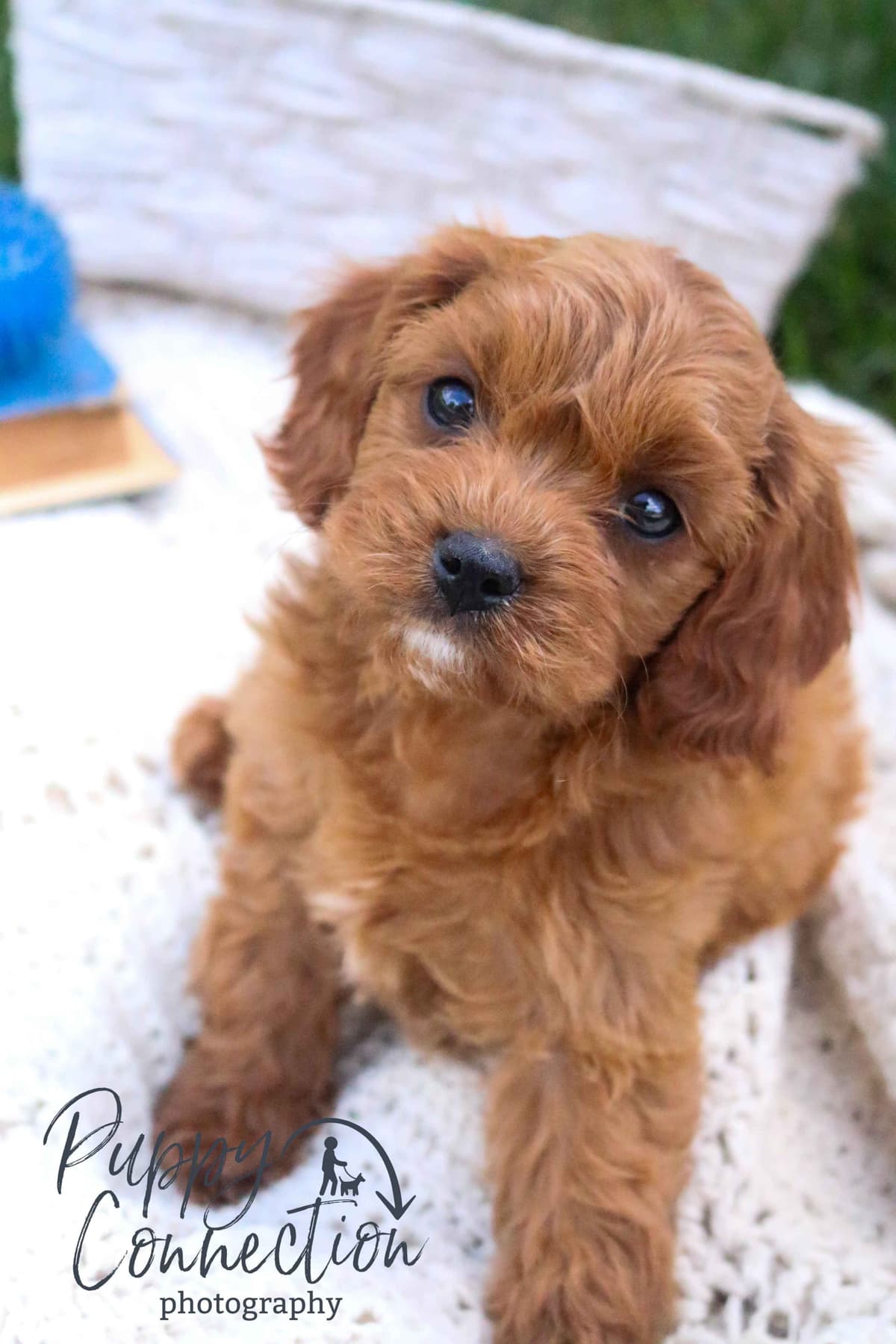 Havanese Puppies breeder image 8