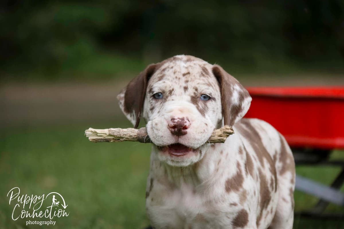Havanese Puppies breeder image 3