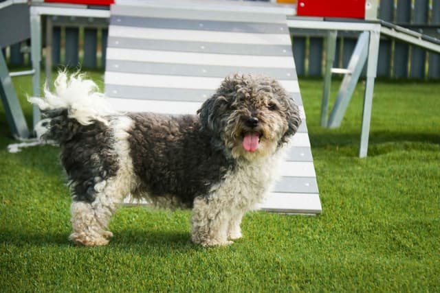 Havanese Puppies media 3