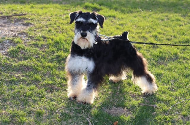 Miniature Schnauzer Puppies media 2
