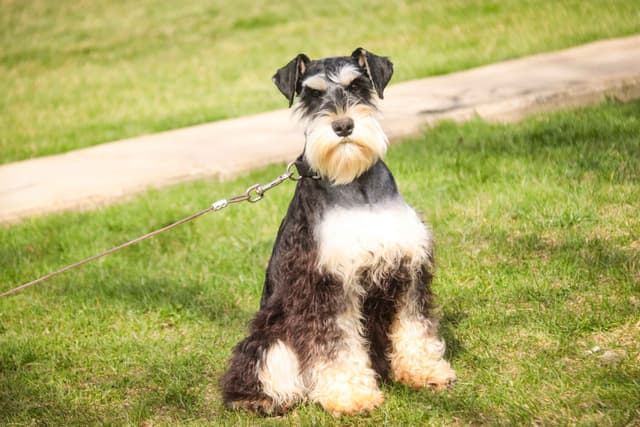 Miniature Schnauzer Puppies media 3