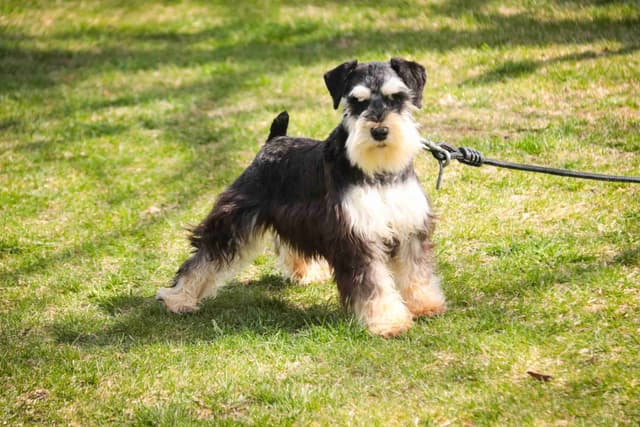 Miniature Schnauzer Puppies media 4