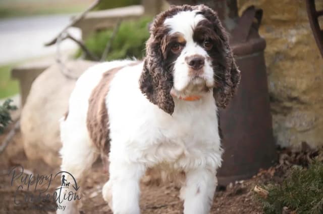 Cocker Spaniel Puppies media 2