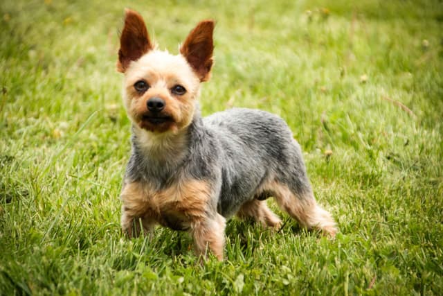 Yorkshire Terrier Puppies media 6