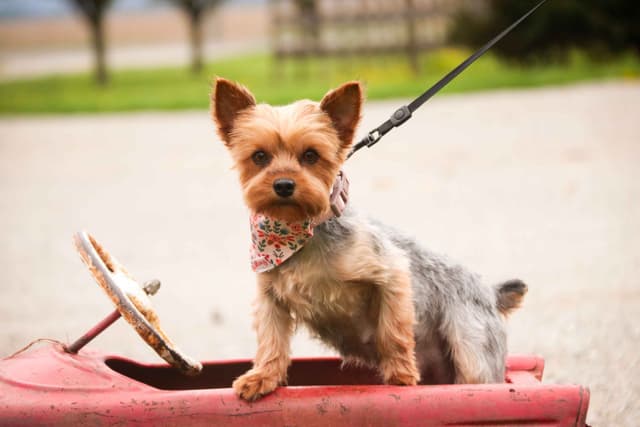 Yorkshire Terrier Puppies media 5