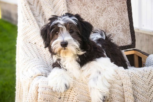 Havanese Puppies media 4