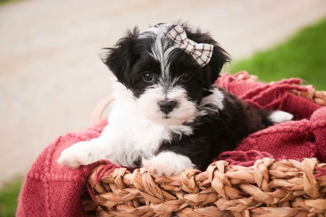 Havanese Puppies media 3