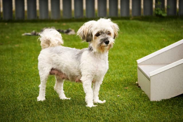 Havanese Puppies media 4
