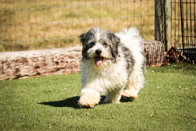 Havanese Puppies media 5