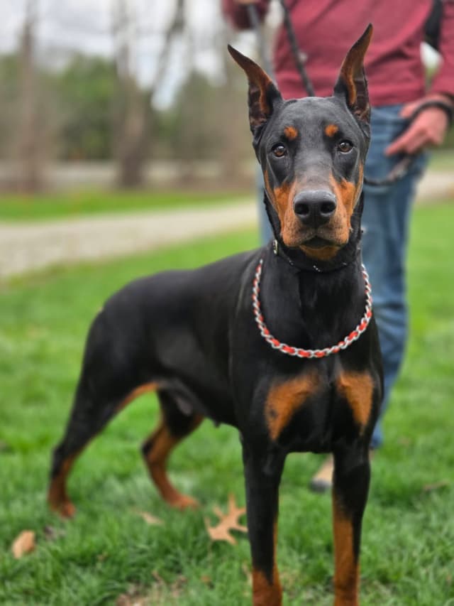 Doberman Pinscher Puppies media 9