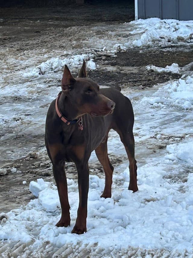 Doberman Pinscher Puppies media 10