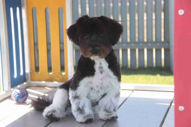 Havanese Puppies media 2