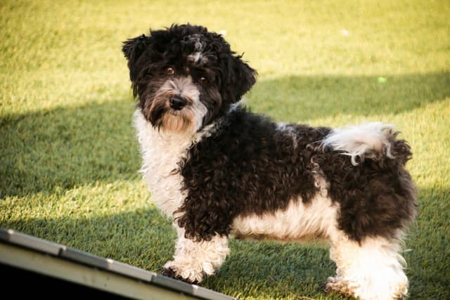Havanese Puppies media 4