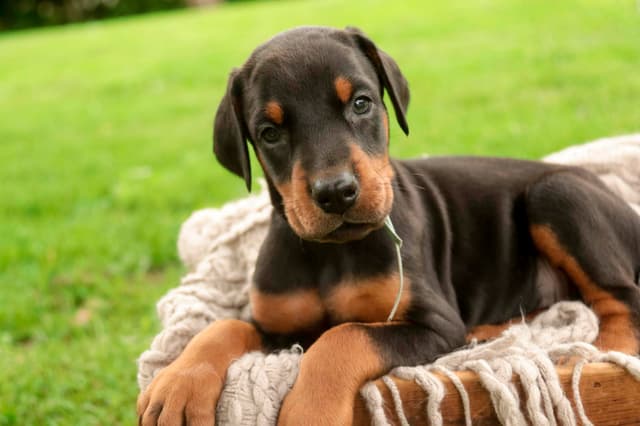 Doberman Pinscher Puppies media 8