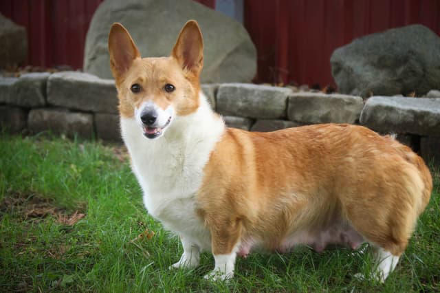 Pembroke Welsh Corgi Puppies media 4