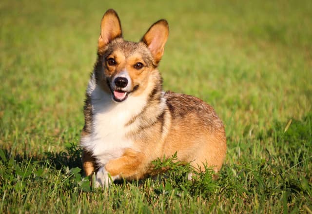 Pembroke Welsh Corgi Puppies media 4